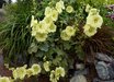 Alcea