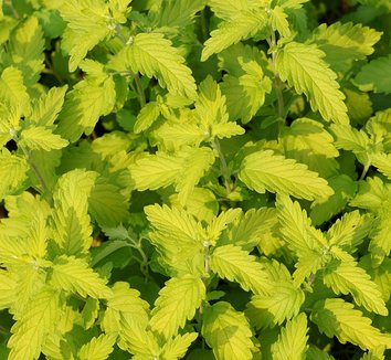 Photo of Caryopteris x clandonensis Hint of Gold PP20608 foliage by Secret Garden Growers