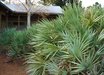 Serenoa
