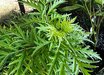 Sambucus