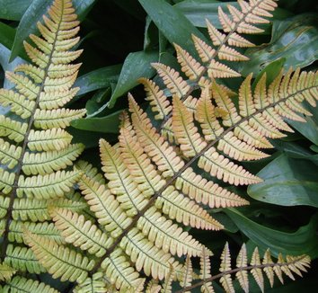 Photo of Dryopteris lepidopoda foliage by Dancing Oaks Nursery