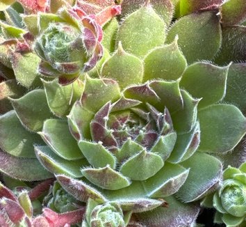 Photo of Sempervivum 'Montesico'