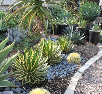 Photo of Agave lophantha 'Quadricolor' foliage by Dry Oasis Plants