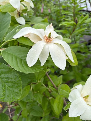 Photo of Magnolia 'Gold Star' flower by plant lust
