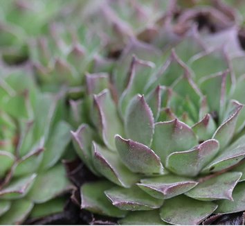 Photo of Sempervivum 'Lennik's Glory'