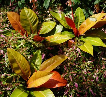 Photo of Philodendron 'Prince of Orange' PP06797 foliage by Karl Gercens III