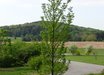Liquidambar