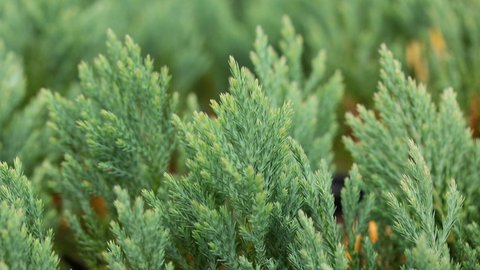 Juniperus Horizontalis Blue Forest Juniperus Sabina Blue Forest Blue Forest Creeping Juniper Blue Forest Savin Juniper Plant Lust