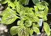 Hemiboea subacaulis var. jiangxiensis