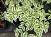 Cornus kousa 'Summer Fun'