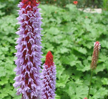 Photo of Primula vialii flower by Pryma