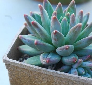 Photo of x Pachyveria 'Bea' form by Avant Gardens