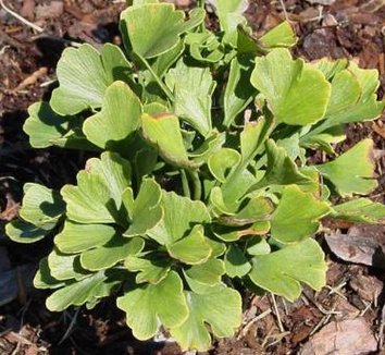 Photo of Ginkgo biloba 'Chase Manhattan' foliage by Avant Gardens