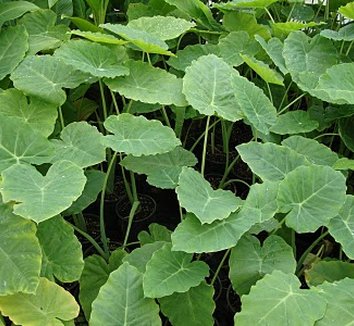 Photo of Colocasia gigantea foliage by Danger Garden