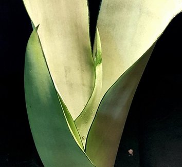 Photo of Sansevieria trifasciata 'Moonshine' foliage by Paradise Found Nursery