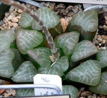Photo of Haworthia emelyae by Stan Shebs