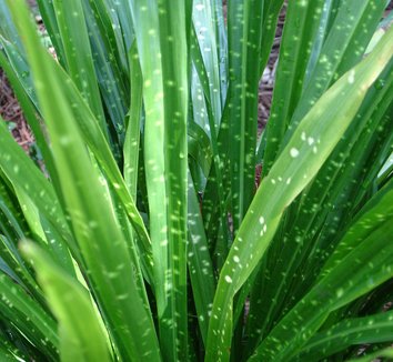 Photo of Aspidistra minutiflora foliage by Karl Gercens III