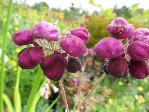 Calceolate Calceolaria arachnoidea | Slipper Flower | plant lust