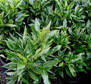 Photo of Aucuba japonica foliage by Fantastic Plants