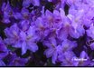 Rhododendron augustinii 'Royal Purple'