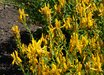 Genista