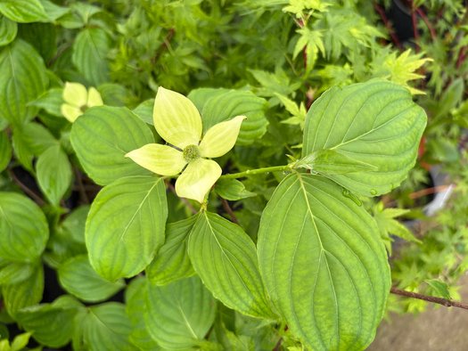 Photo of Cornus Venus® PP16309 flower, foliage by plant lust