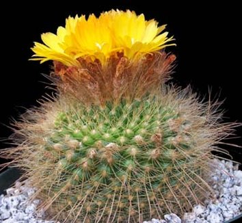 Photo of Parodia microsperma flower, foliage by Kara Nursery