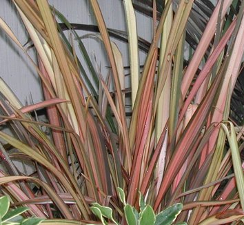 Photo of Phormium 'Maori Sunrise' foliage by Briggs Plant Propagators