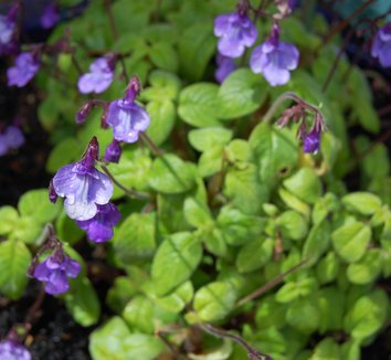 Photo of Streptocarpus saxorum 'Strybing' flower by Far Out Flora