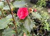 Camellia 'Holly Bright'