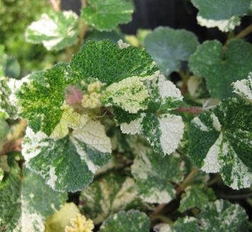 Photo of Rubus rolfei 'Sonya's Parasol' foliage by Cistus Nursery
