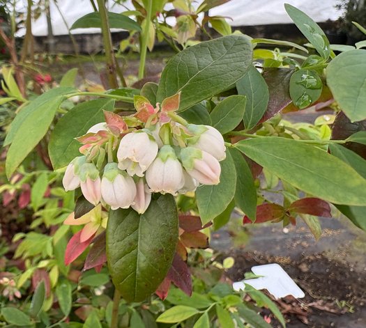 Photo of Vaccinium 'Sunshine Blue' flower by plant lust