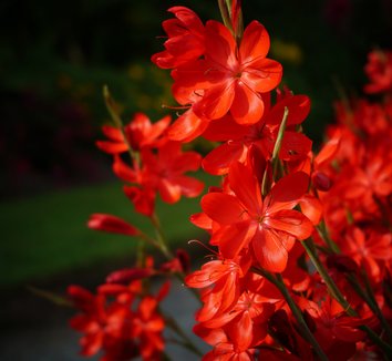 Photo of Hesperantha coccinea 'Major' flower by Karl Gercens III