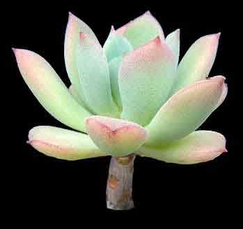 Echeveria 'Haageana' | Echeveria haageana 'Green Goddess' | plant lust