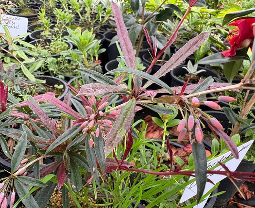 Photo of Berberis replicata flower, foliage by plant lust