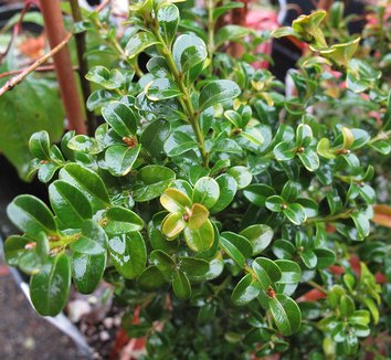 Photo of Buxus microphylla 'Curly Locks' foliage by plant lust