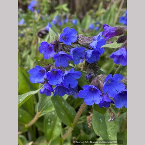 Photo of Pulmonaria 'Benediction' flower, foliage by Dancing Oaks Nursery