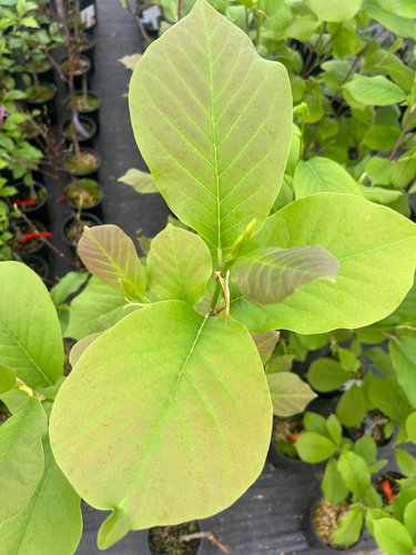 bac pour plante Pot pour fleur bac carr bois exotique Valencia - extrieur jardin