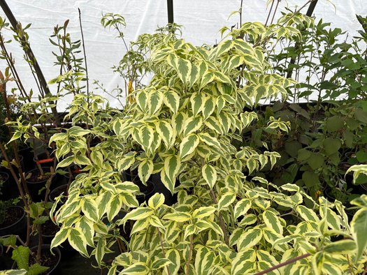 Photo of Cornus kousa 'Summer Fun' flower, foliage by plant lust