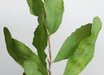 Hakea