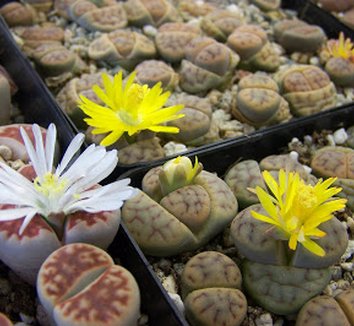 Photo of Lithops schwantesii foliage by Kara Nursery