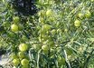 Gomphocarpus