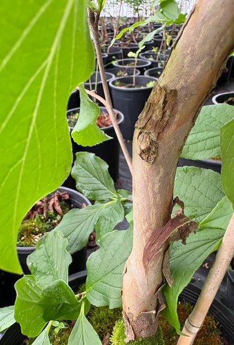 Photo of Stewartia pseudocamellia 'Ballet' bark by plant lust