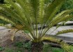 Lepidozamia