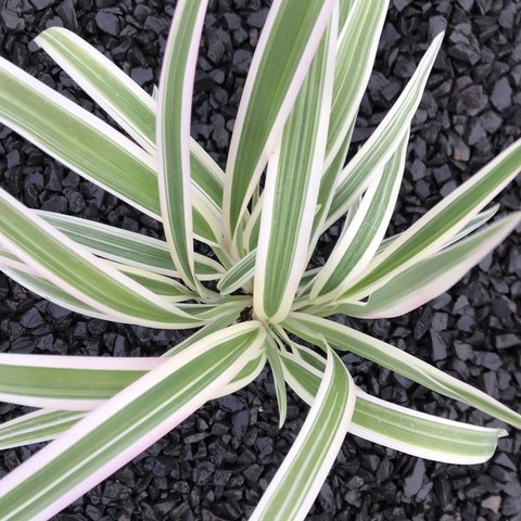 Dianella tasmanica 'Variegata' | Tasmanian Flax Lily | plant lust