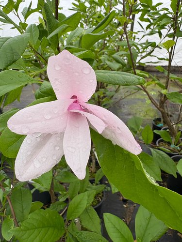 Photo of Magnolia 'Ann' flower by plant lust