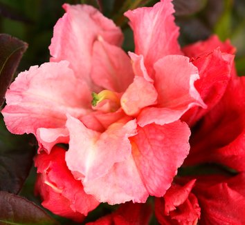 Photo of Arneson Cameo Azalea flower by Briggs Plant Propagators