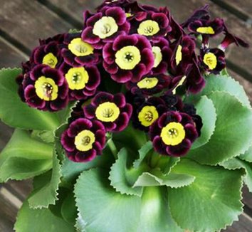 Photo of Primula auricula 'Ludwig' flowers, plant by Phoenix Perennials and Specialty Plants Ltd.