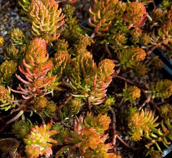 Photo of Sedum rupestre 'Aureum' foliage by Secret Garden Growers