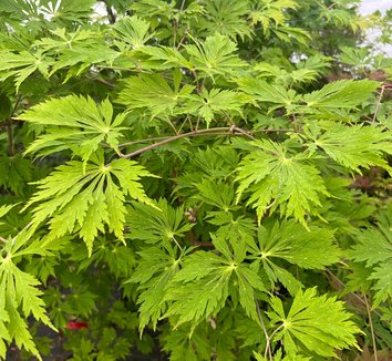 Photo of Acer japonicum 'Aconitifolium' by plant lust